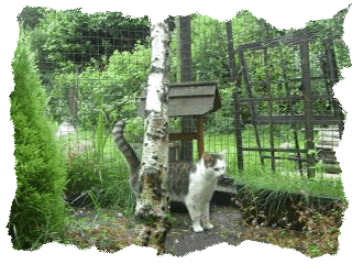 Cats Garden